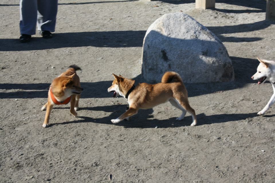 December 2024 Boston Shiba Meetup