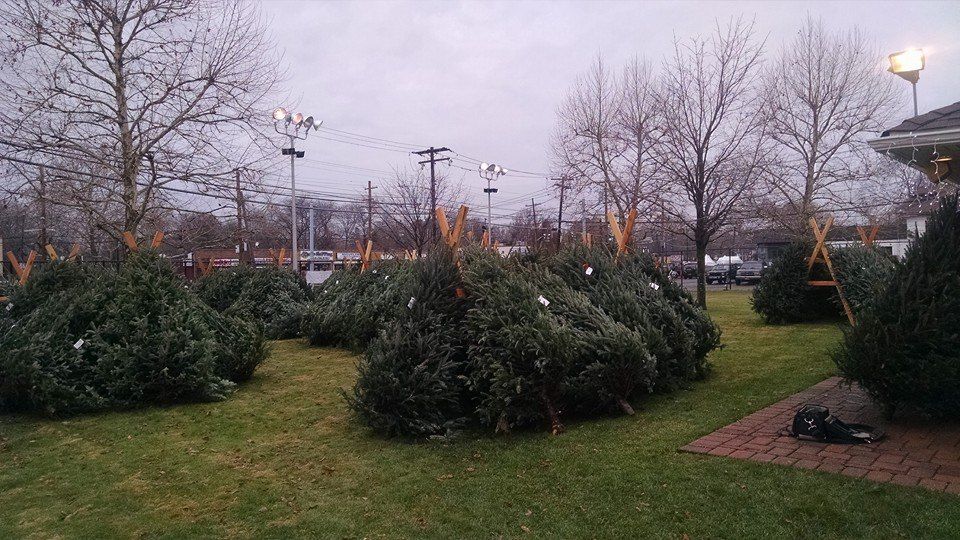 Christmas Trees Arrival