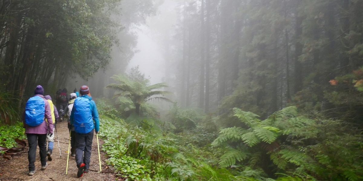 Try Bushwalking Month - Dandenongs - Olinda Valley and Waterfalls - Grade 4 (Medium\/Hard)