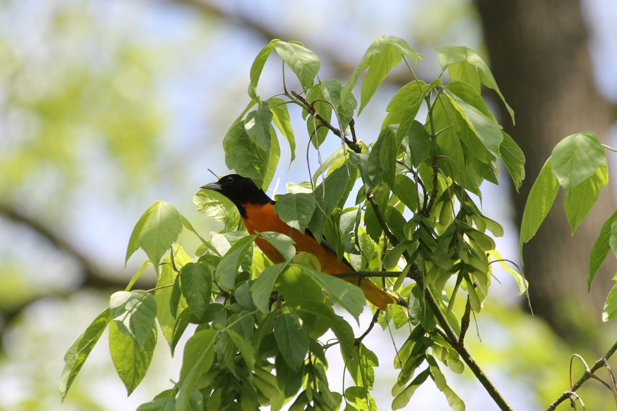 Early Summer Birding Stroll with Valley Forge Audubon