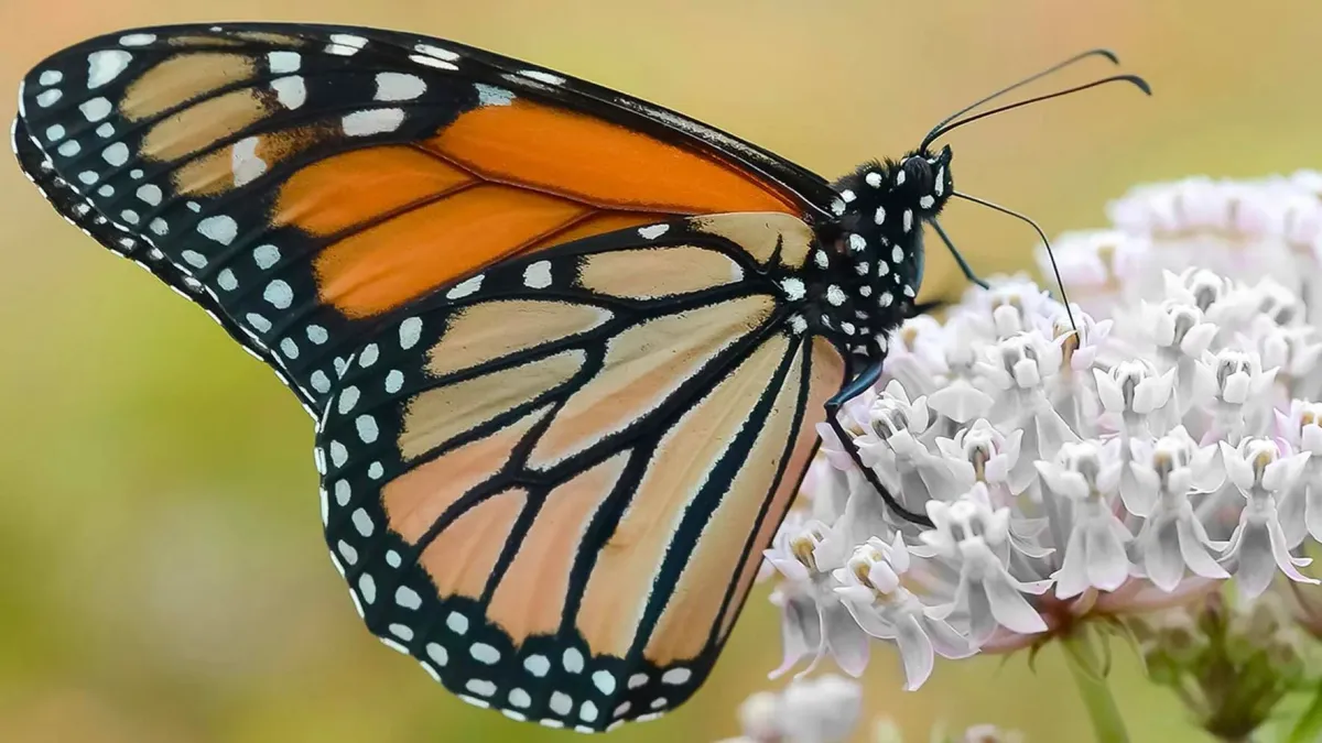 Bilingual Bug and Native Plant Walk