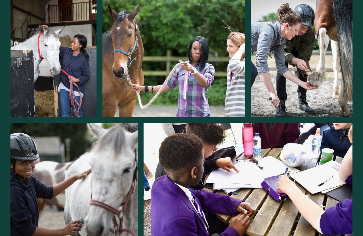 Horse Experience Day for young people aged 12 to 16