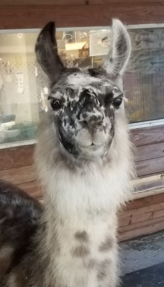 Alpaca Farm Tour Sweet Blossom Alpacas Dade City 24 July 21