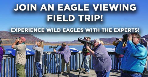 Bald Eagle Viewing Field Trip