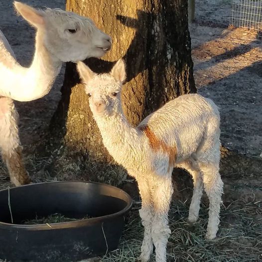 Alpaca Farm Tour Sweet Blossom Alpacas Dade City 23 May 21