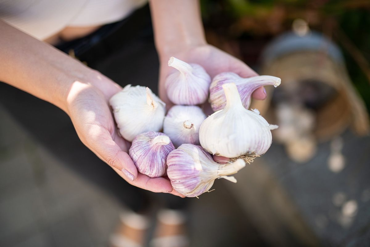 All About Garlic at GARDENWORKS Penticton