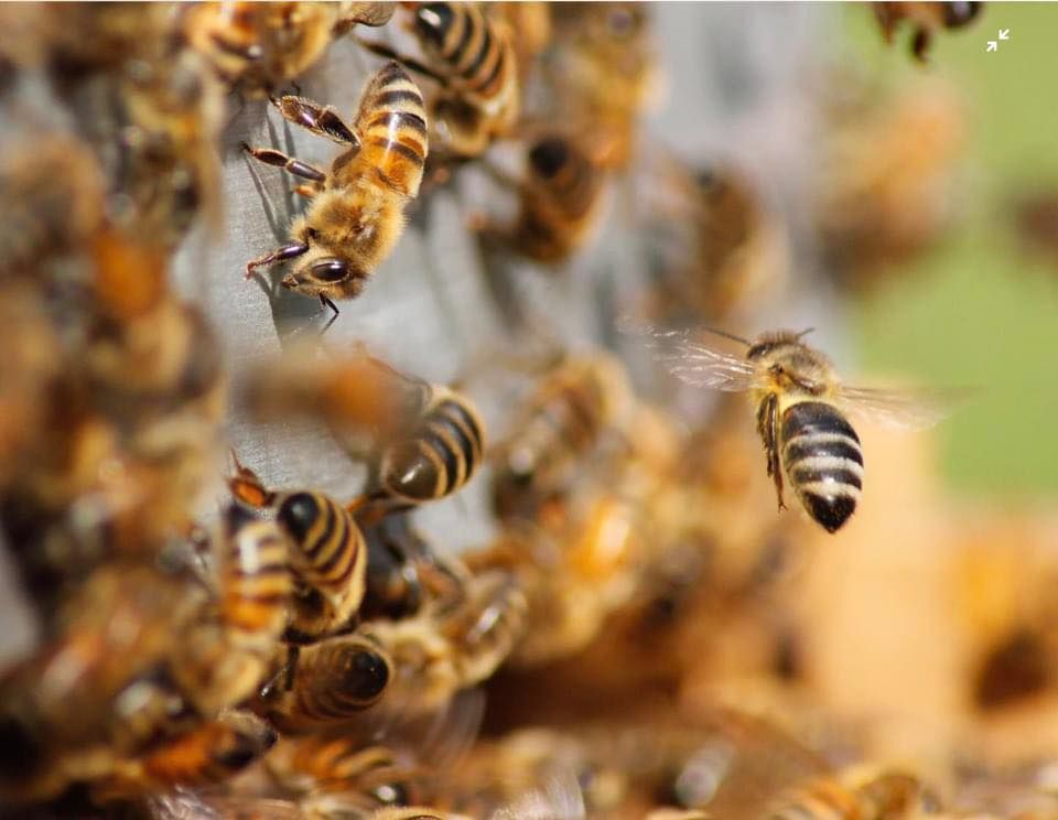 Bee Awareness Evening