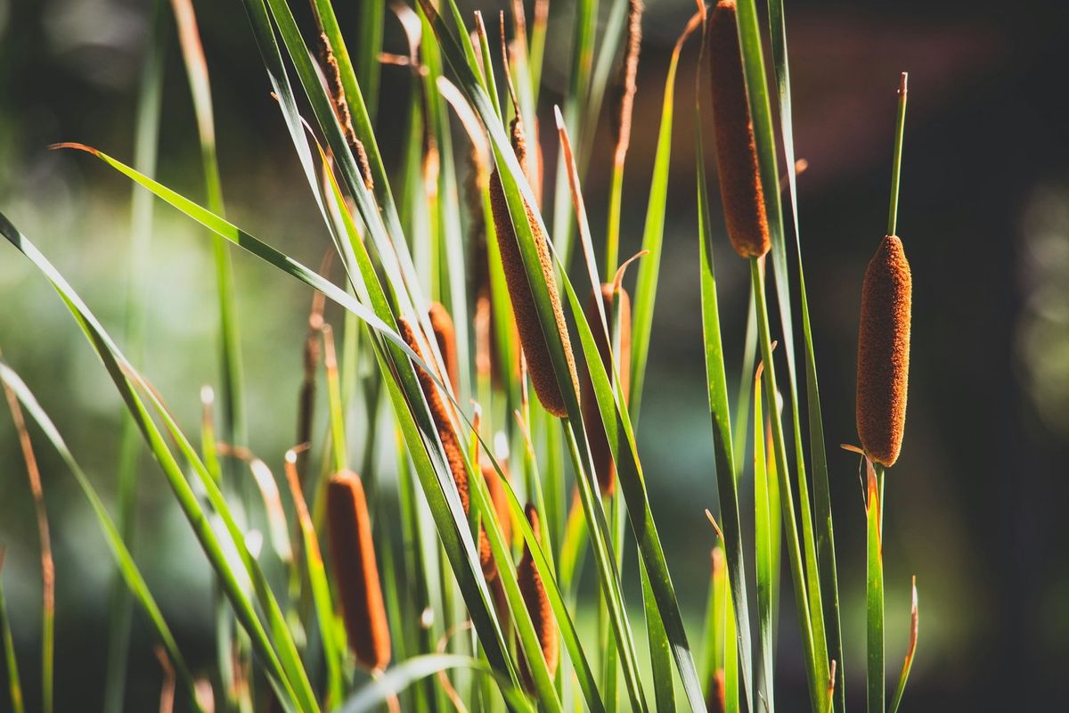 Introduction to Wild Basketry