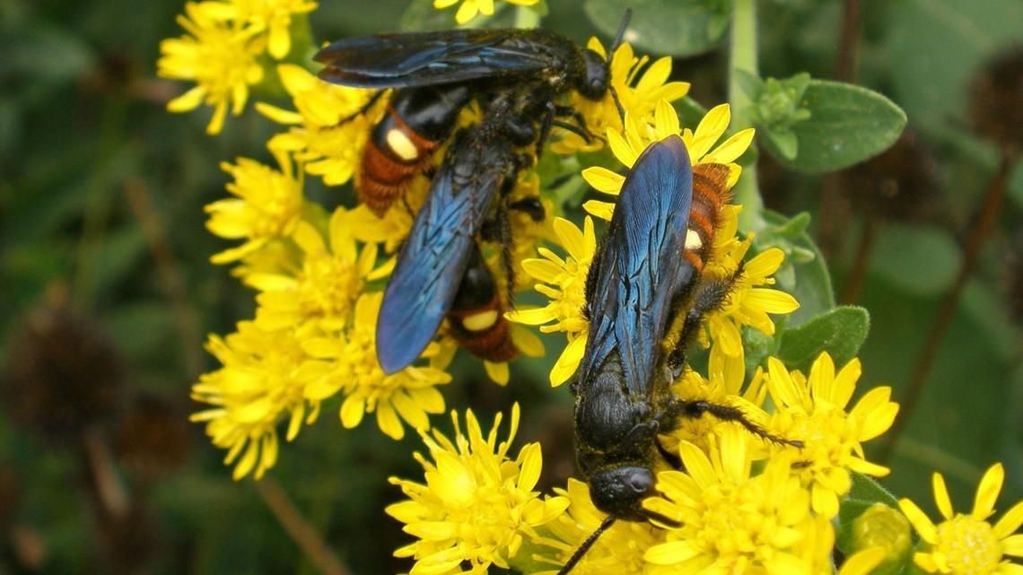 Your Garden Needs Wasps! with Ben Gunther