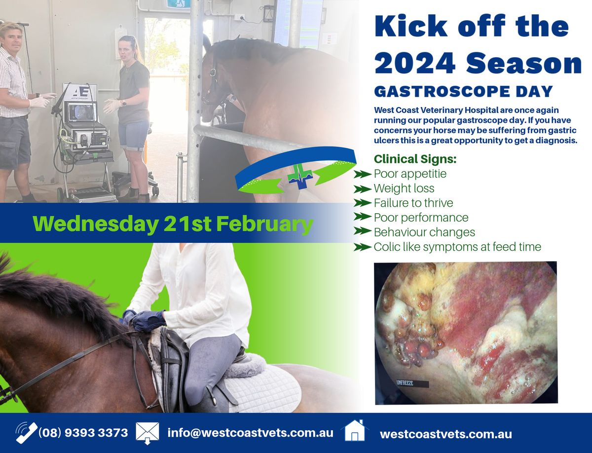 Gastroscope Day ($150)