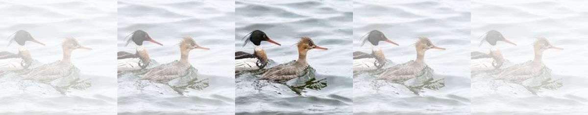 March Waterfowl Madness