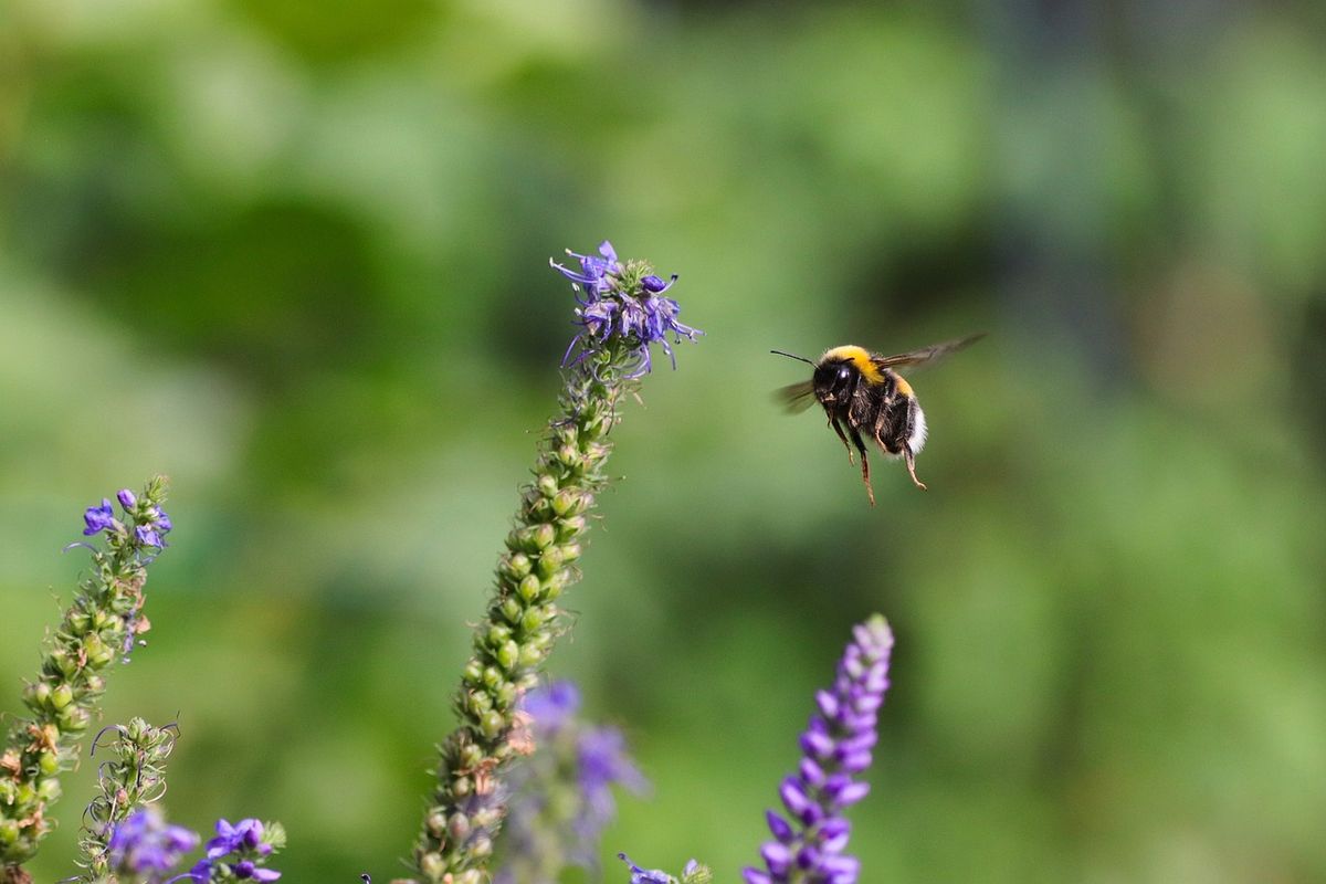 Garden Story Time: Bumblebees
