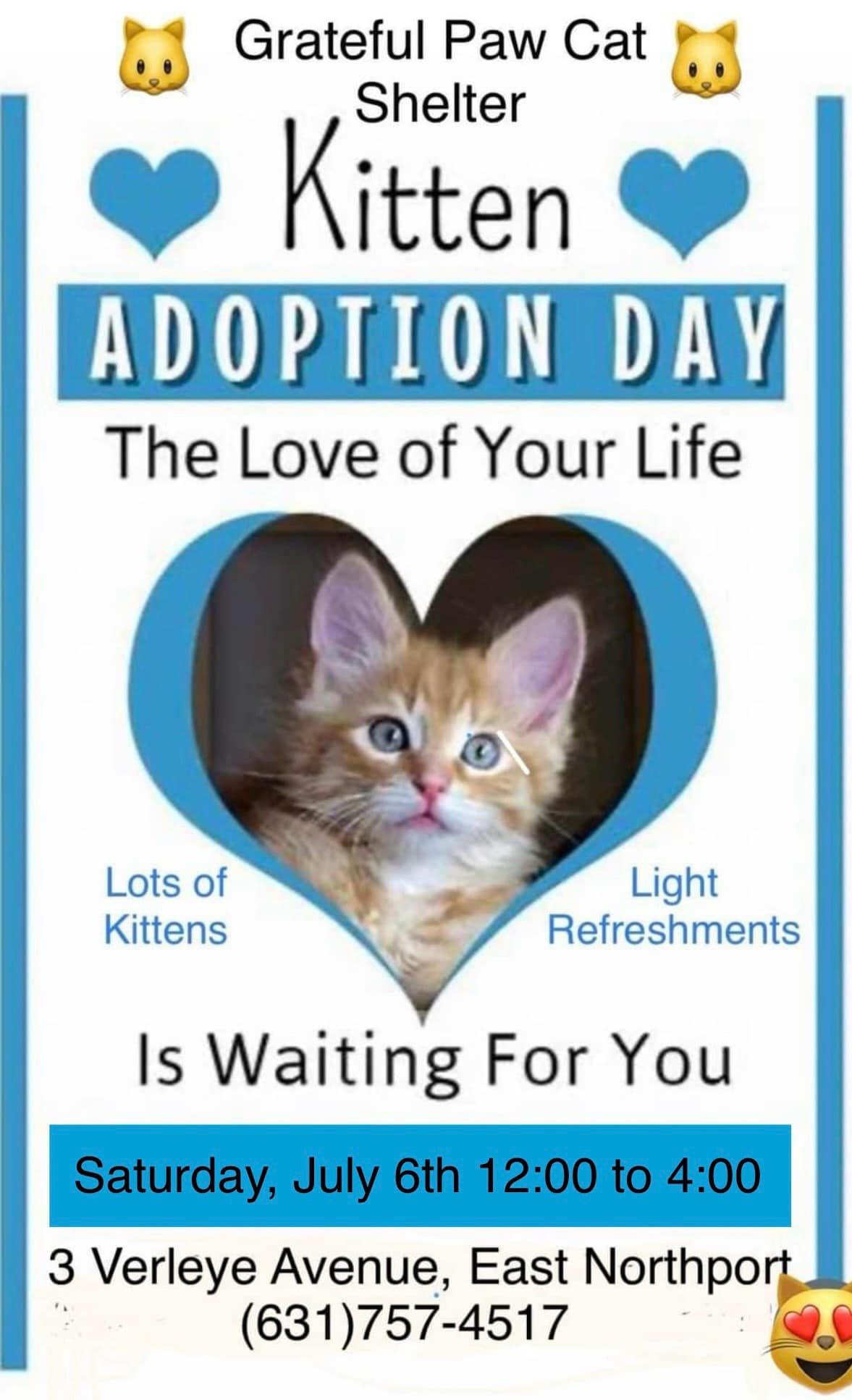 Kitten Adoption Day