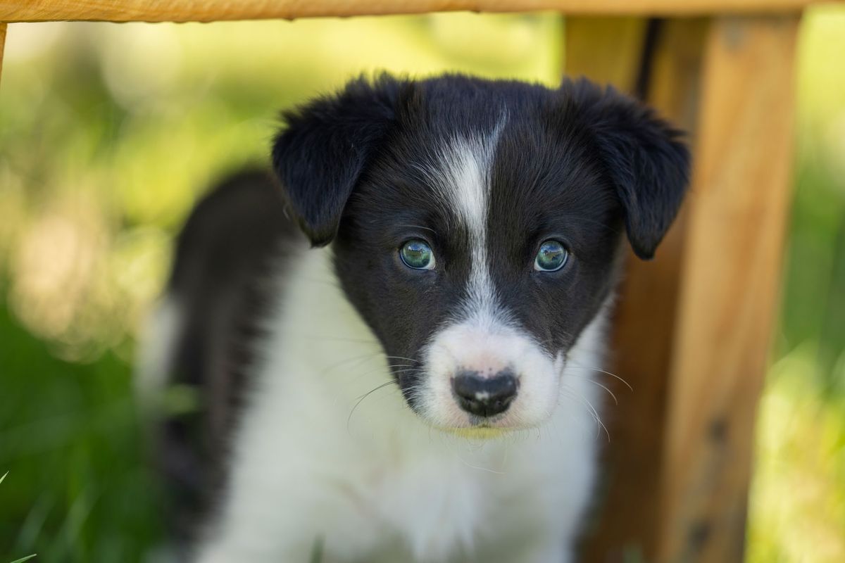 Group Puppy Class Oct 2024