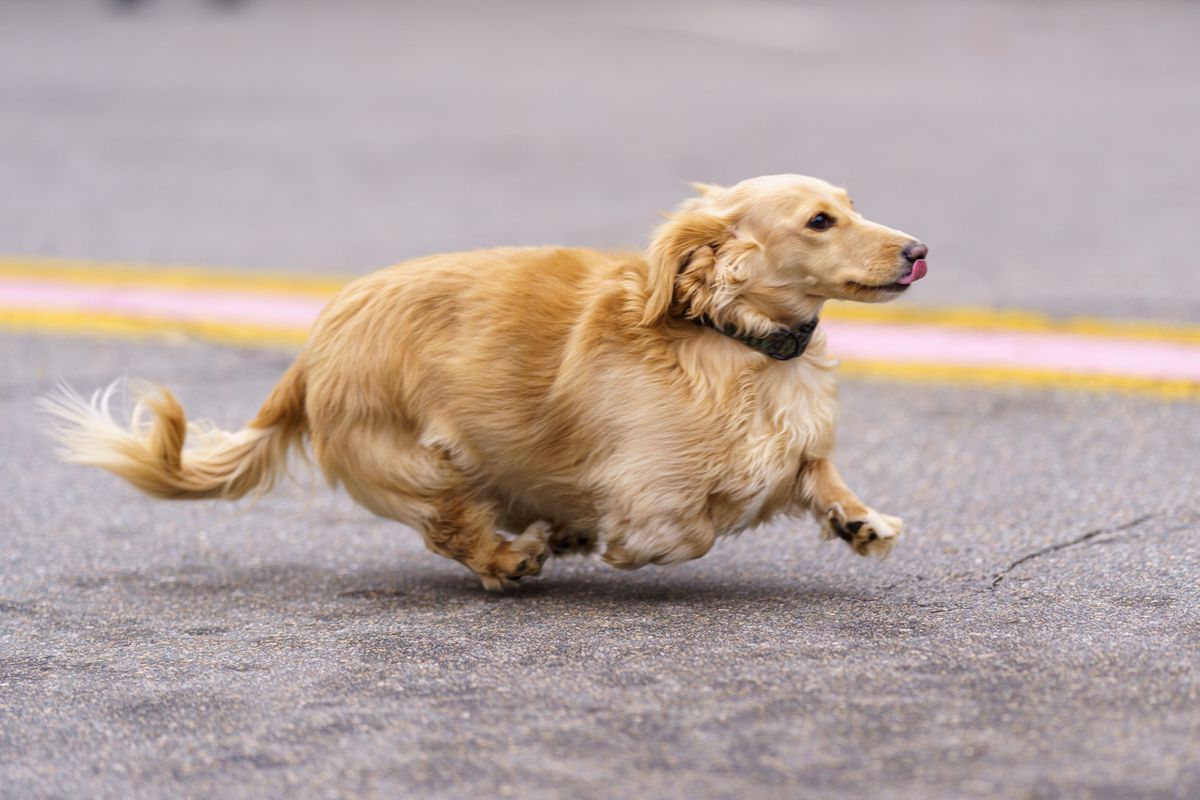 Cherry Blossom Wiener Dog Race 