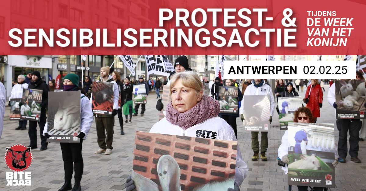 Sensibiliseringsactie Antwerpen: Stop konijnenleed! | 02.02