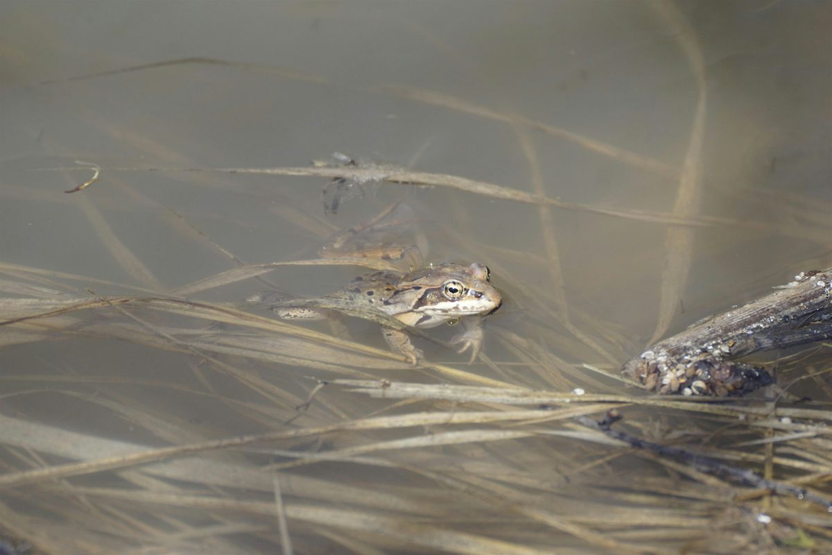 What's in your Wetland: Amphibians and Aquatic Species of the Weaselhead