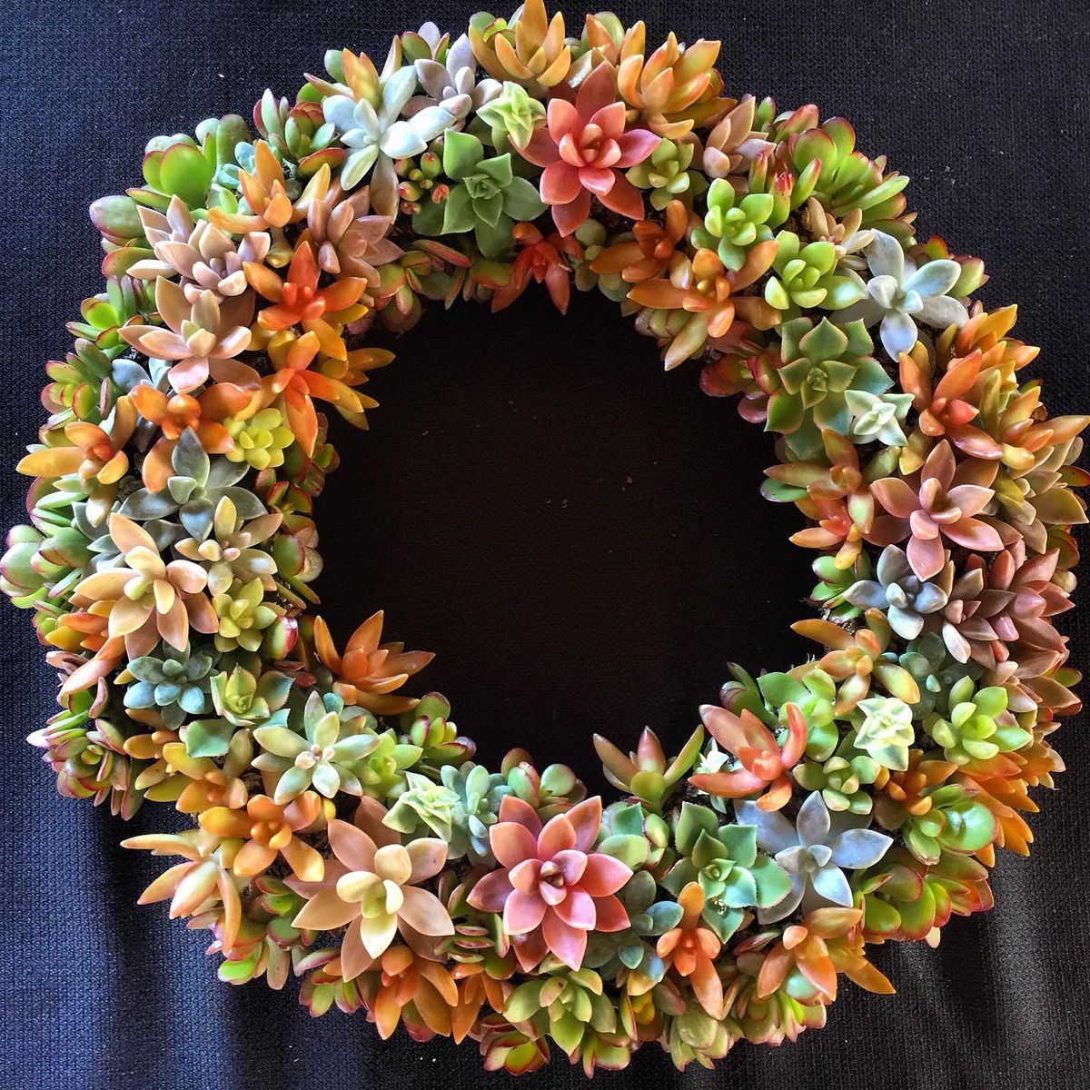 Succulent Wreath Making Class