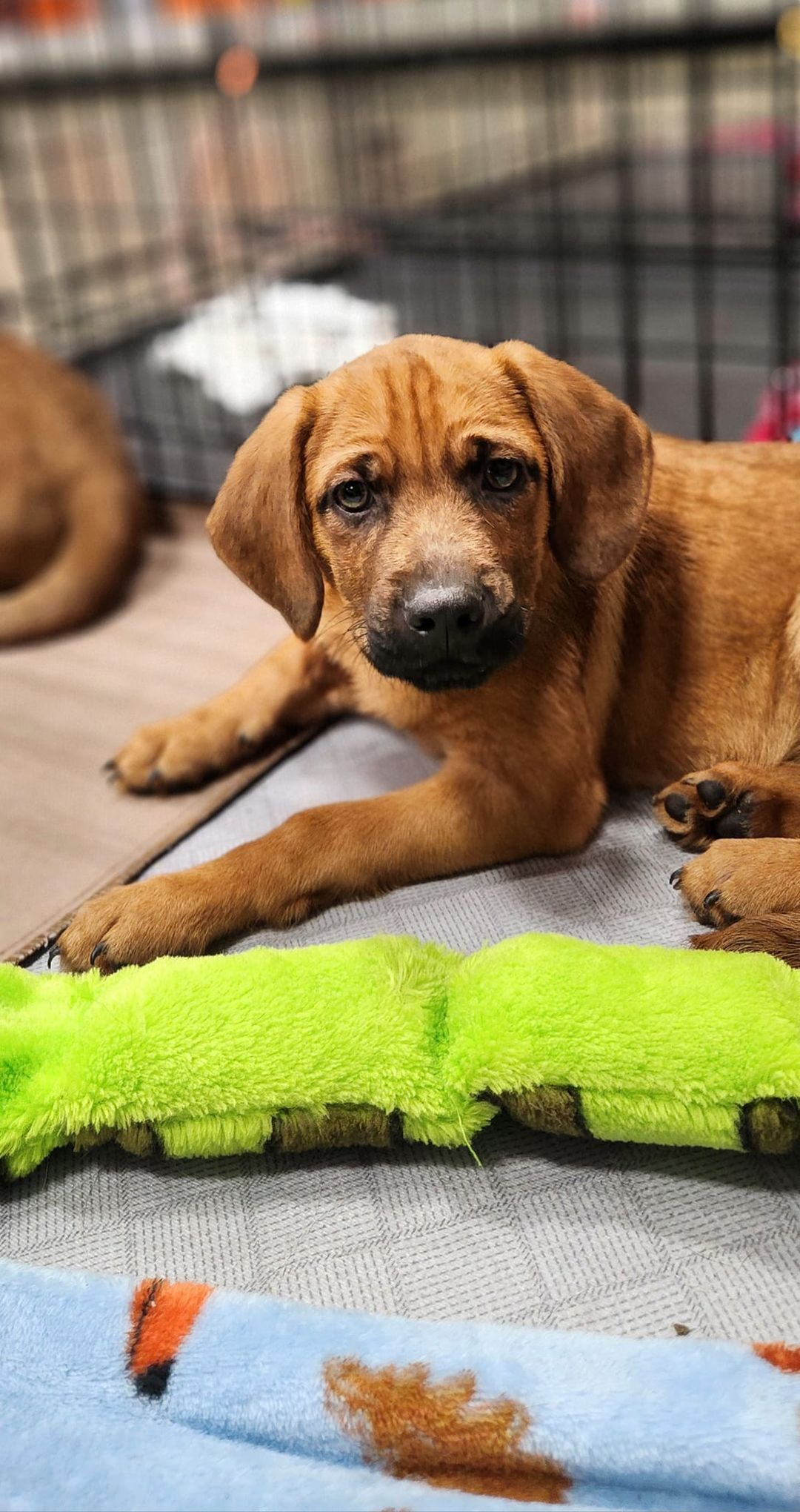 Petsmart Indianapolis!