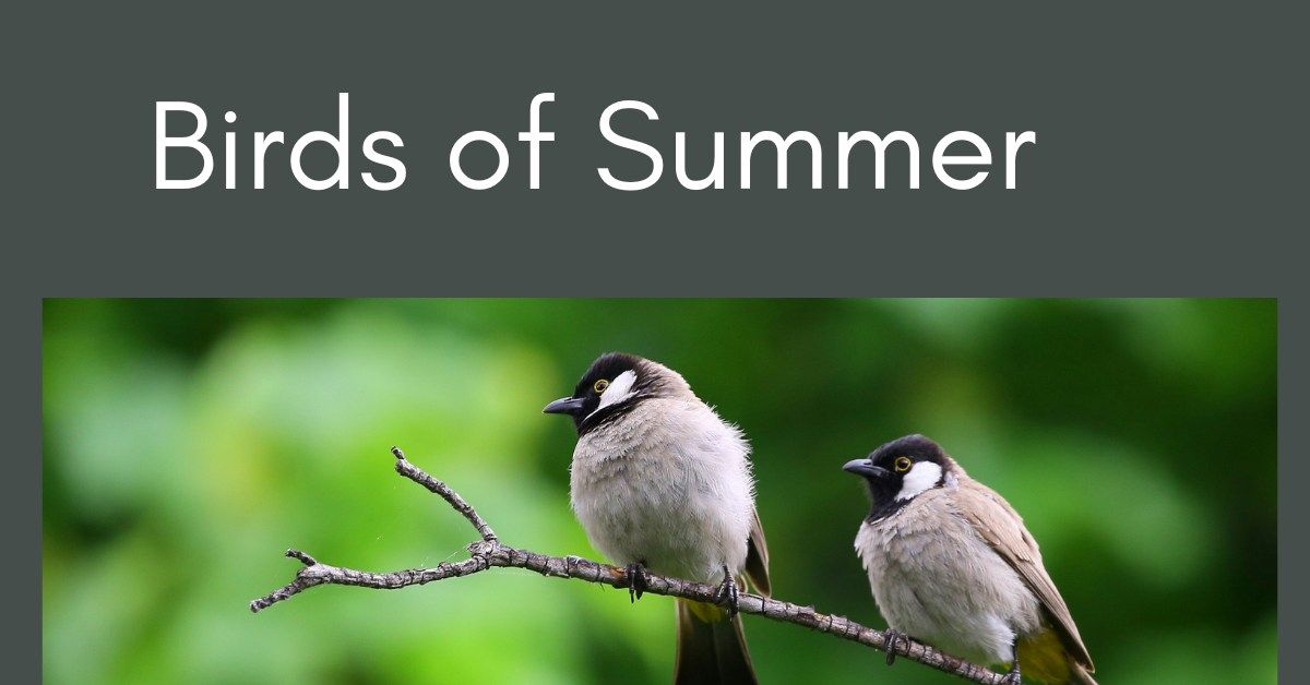 Birds of Summer Bird-Watching Walk