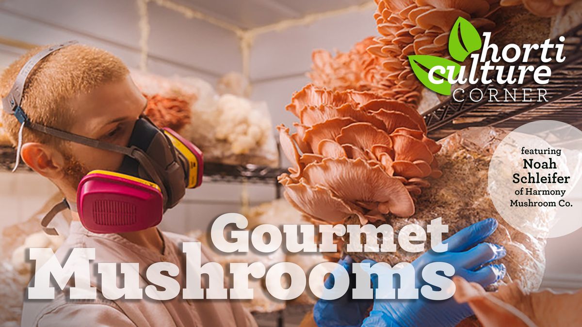 Horticulture Corner: Gourmet Mushrooms
