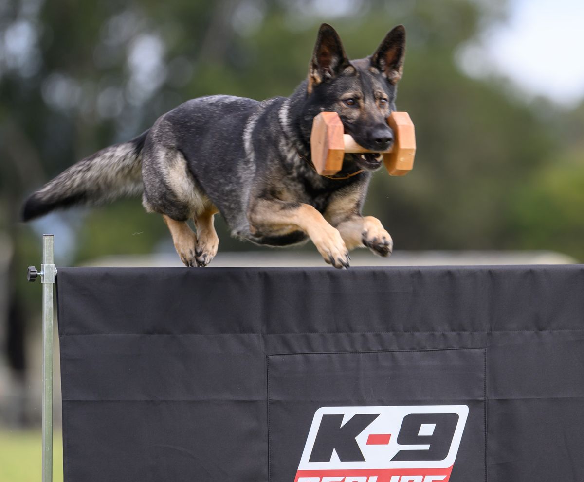 IGP Club Trial | Dogsport New Zealand 