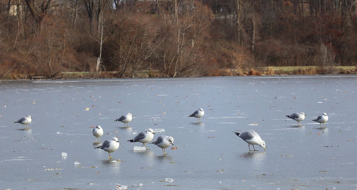 Franke Park