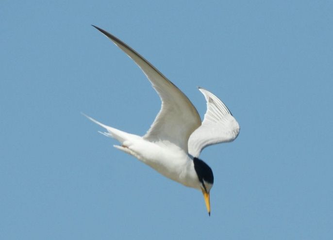 Stone Point Little Terns Guided Walk