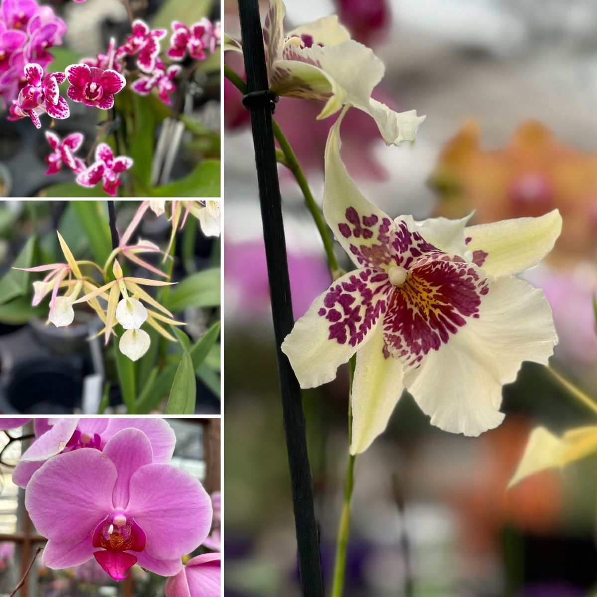 All About Orchids