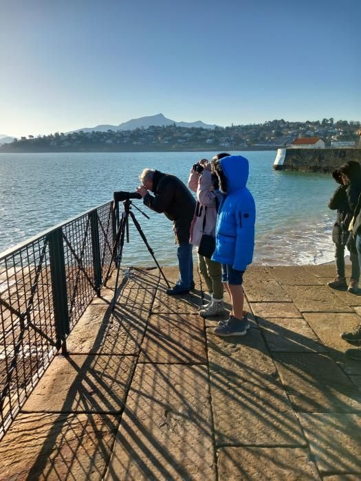 Point d'observation fixe de la migration des oiseaux du bord de mer: initiation au Seawatch \u00e0 Cibour