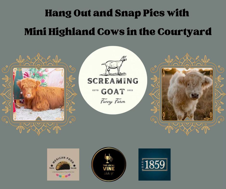 Mini Highland Cows visiting Salado Square for pets and pics!