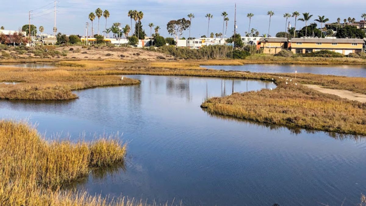 Birding Outing: Famosa Slough