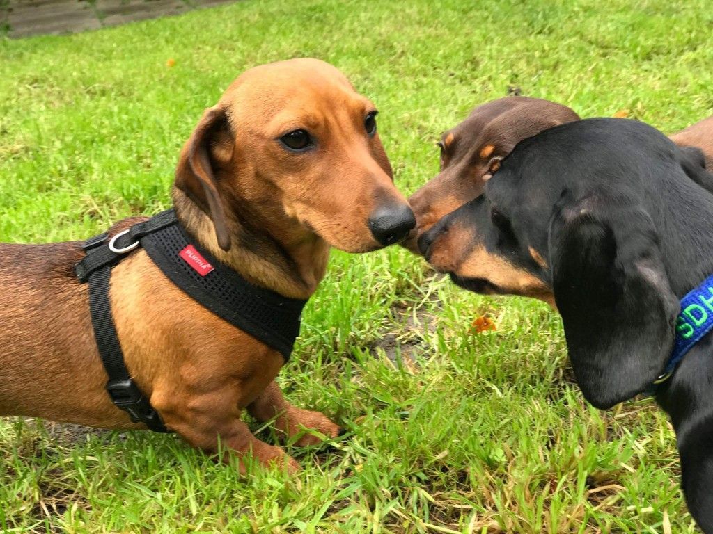 The Sausage Stroll