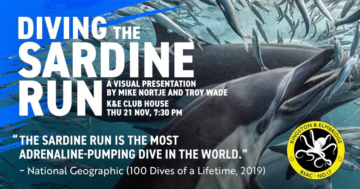 DIVING THE SARDINE RUN Visual Presentation by Mike Nortje and Troy Wade. 