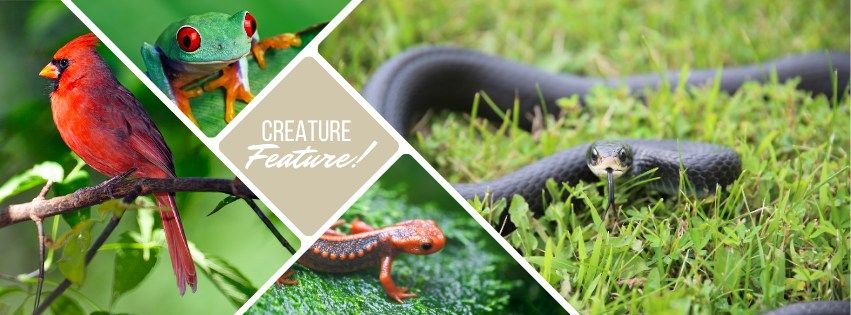 Creature Feature - A Halyburton Park Program!