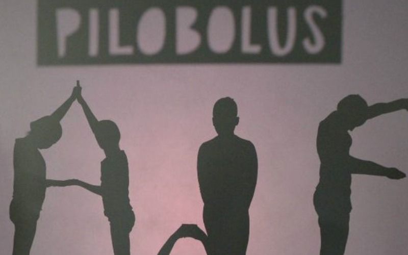 Shadow Camp with Pilobolus (ages 9\u201312)