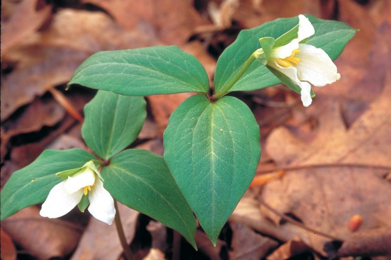 Persistent Trillium Hike