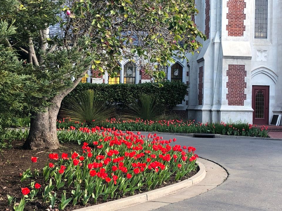 Tulip Exhibition at Mountain View Cemetery