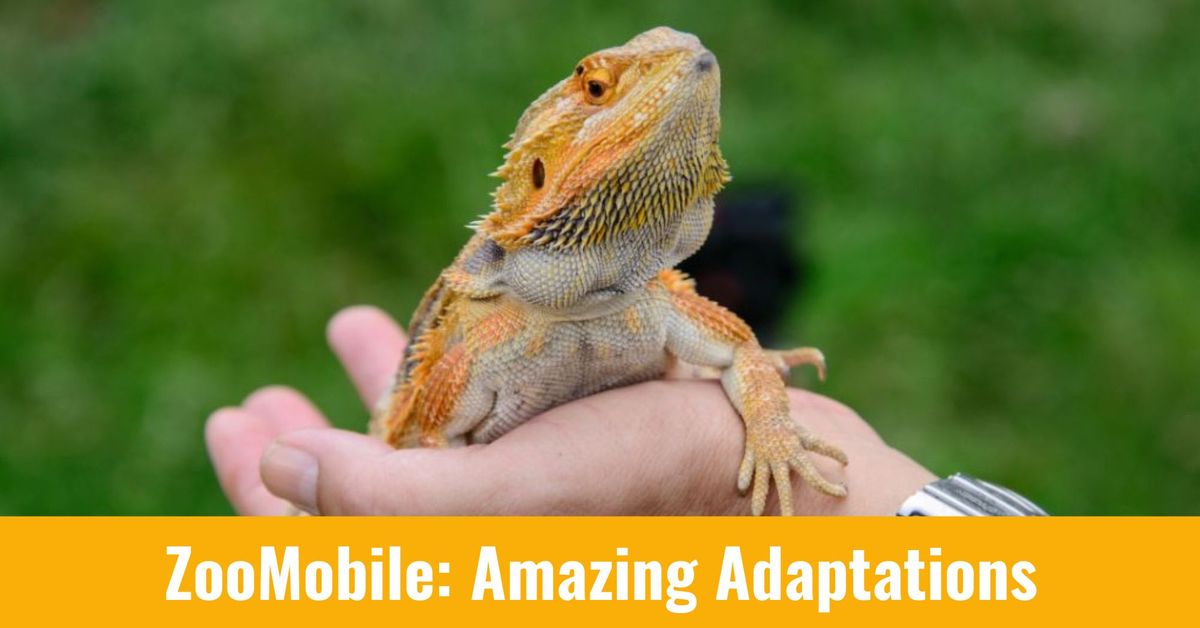 ZooMobile: Amazing Adaptations