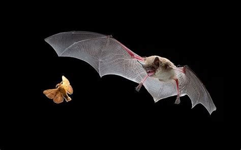 School Holiday Special: Bats & Bugs