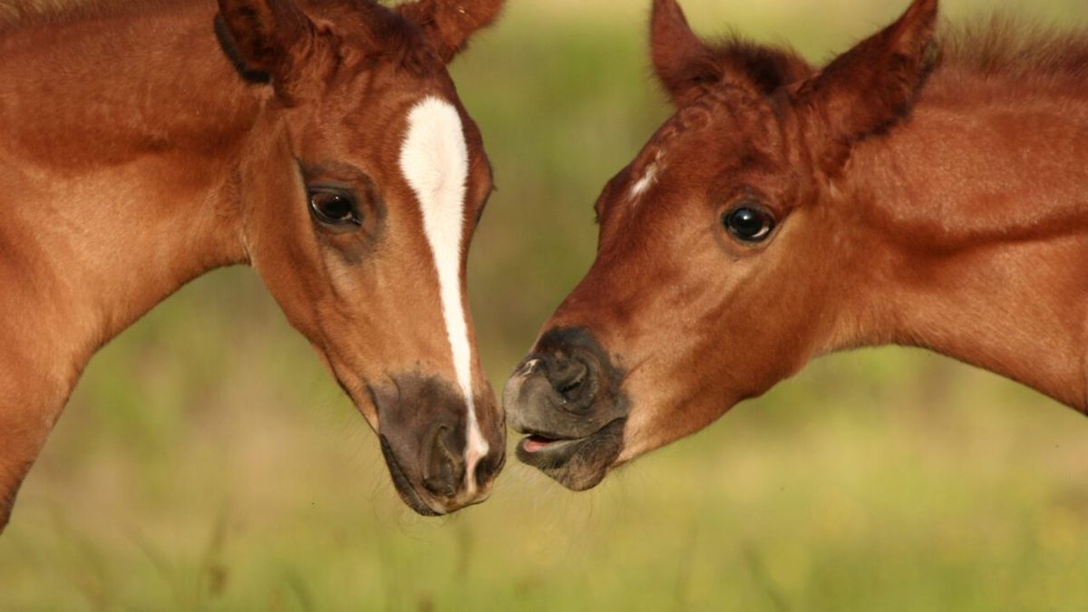 2025 Dilutes Aus WA Bibs N Booties ALL BREEDS Youngstock Show