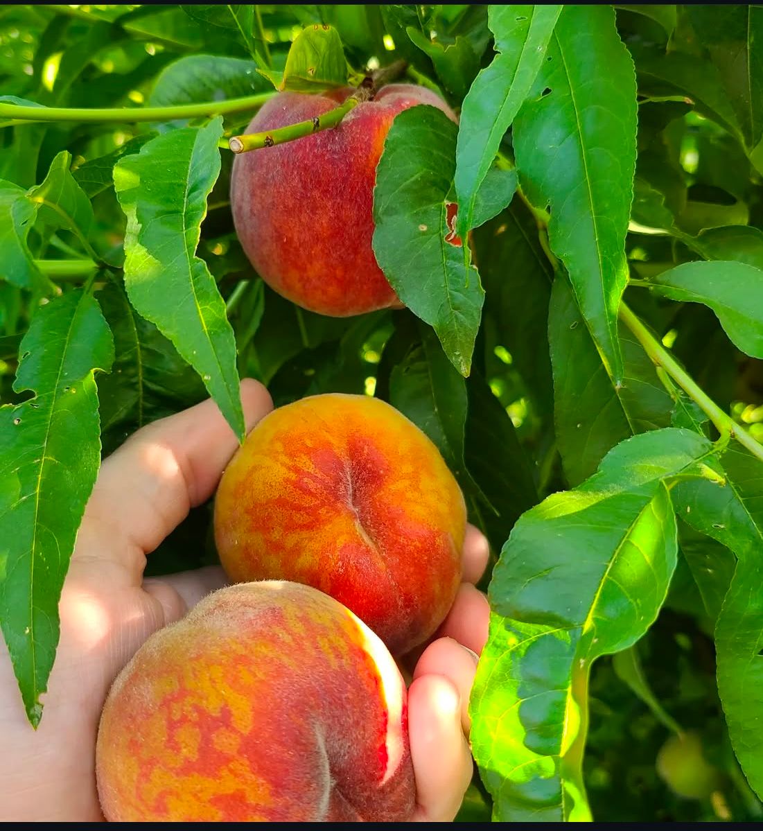 Grow Peaches, Apricots & Plums!: Beginner Gardening Workshop