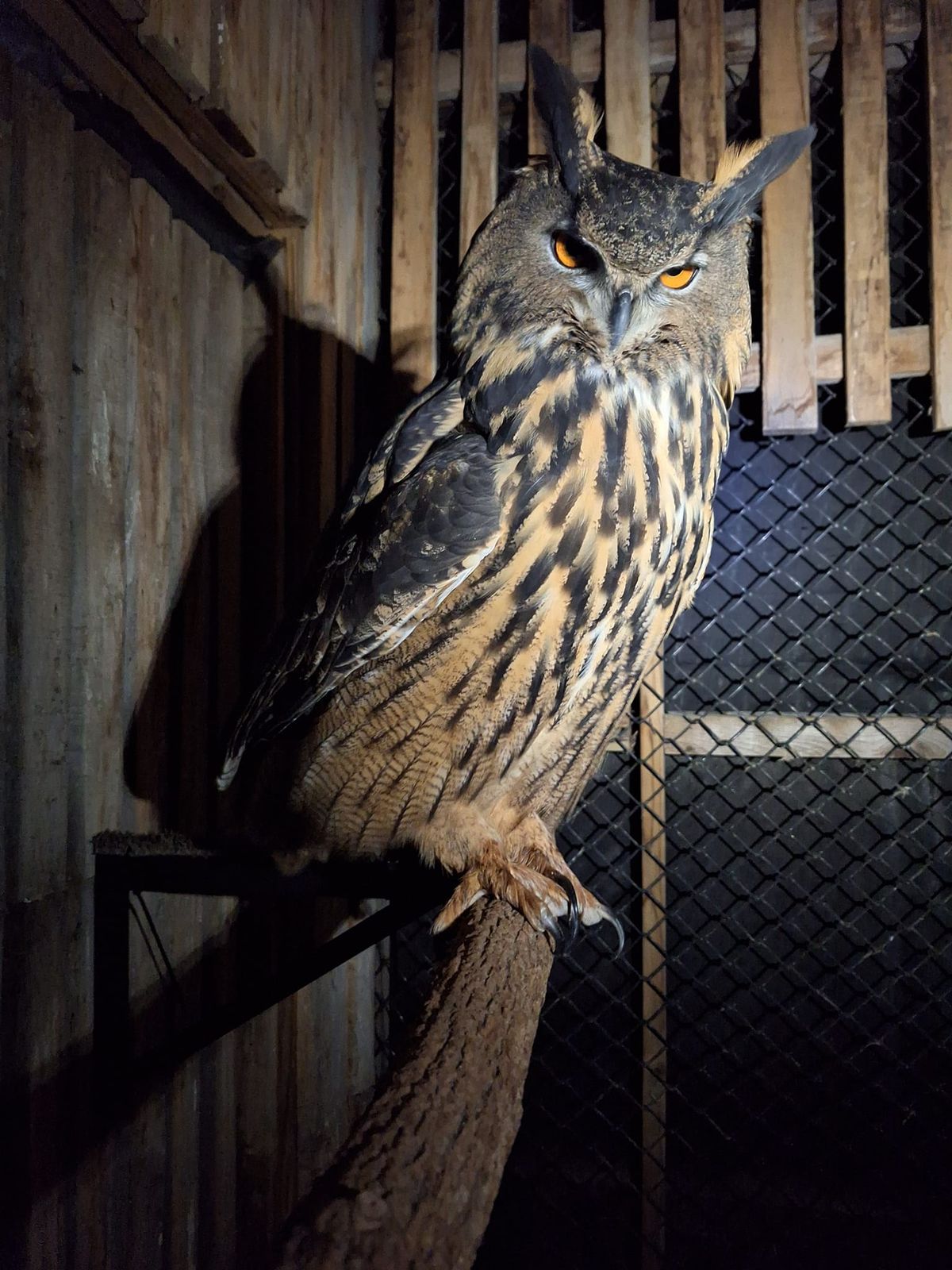 Meet an Owl with the International Owl Center