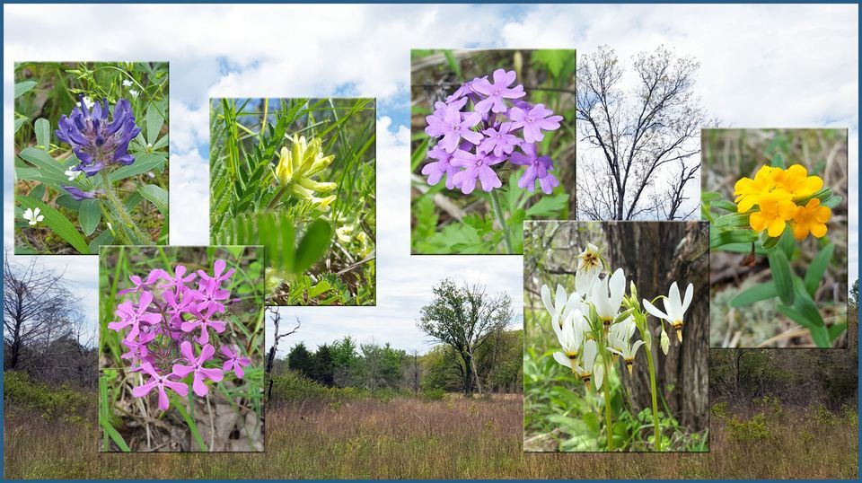 Flat Rock SNA Wildflowers, Flat Rock Cedar Glades & Barrens State