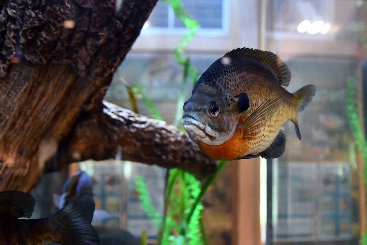 Behind the Scenes: The Four Rivers Aquarium