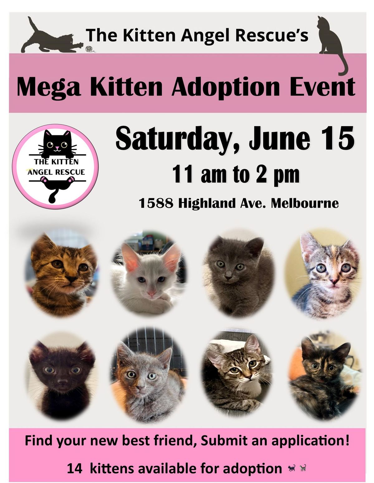 Mega Kittens Adoption Event