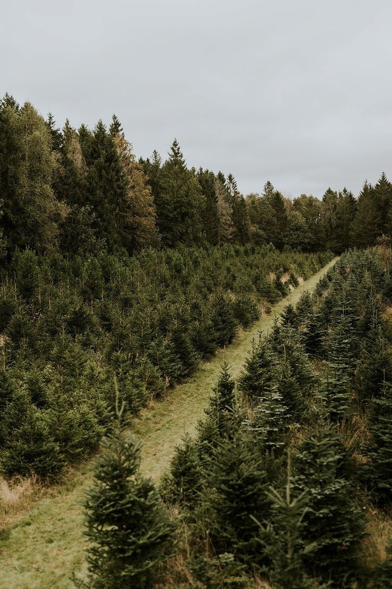 Tree Farm Mini Sessions