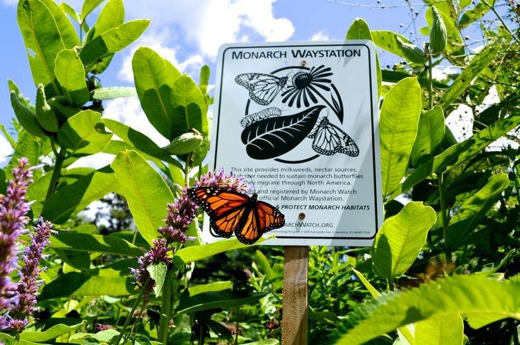 Creating a Monarch Waystation