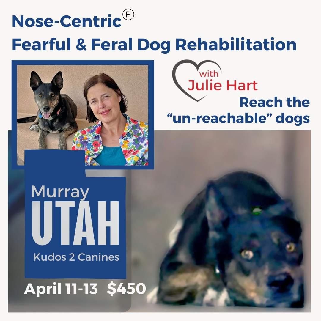 Nose-Centric Fearful & Feral Dog Rehabilitation  in Murray, Utah