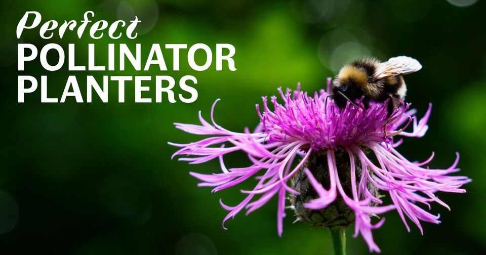 Perfect Pollinator Planters